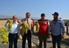 Salihli’de Sultani Çekirdeksiz Üzüm Hasadı Devam Ediyor