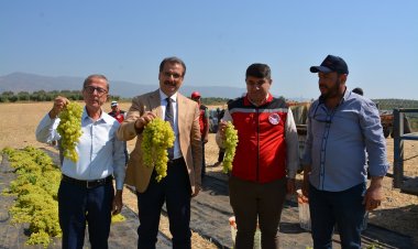 Salihli’de Sultani Çekirdeksiz Üzüm Hasadı Devam Ediyor